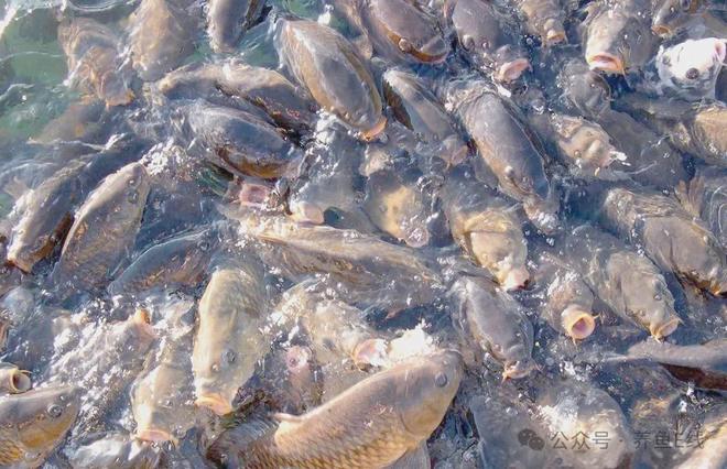 水生动物的摄食消化吸收及能量代谢特点